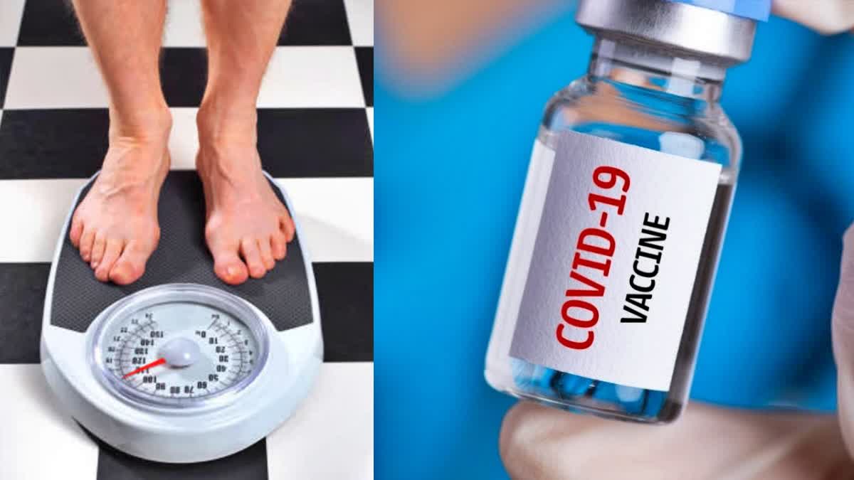 Being Overweight Dont Affect Covid Vaccine  Overweight Dont Affect Covid Vaccine Protection  അമിതഭാരമുള്ളവരില്‍ കൊവിഡ് വാക്‌സിൻ  overweight and covid 19  covid 19 in overweight persons  covid and obesity  കൊവിഡ് വാക്‌സിനും അമിത വണ്ണവും  കൊവിഡ് ബാധയും അമിത വണ്ണവും  കൊവിഡ് വാക്‌സിനും പൊണ്ണത്തടിയും