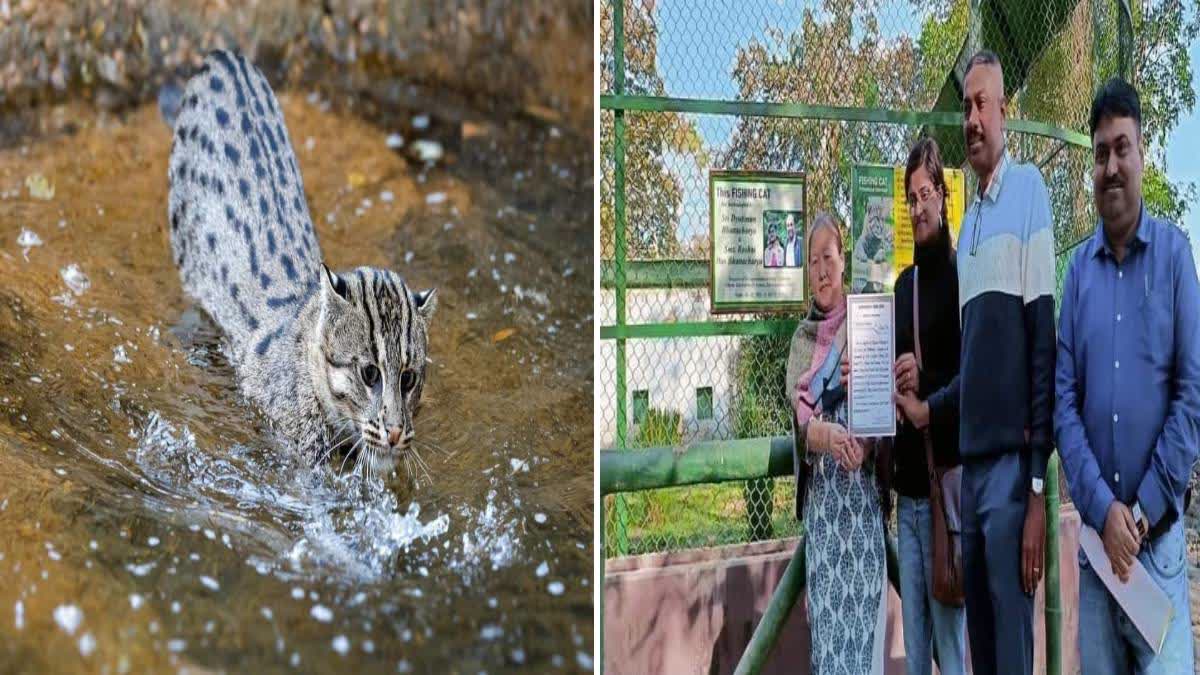 Fishing Cat adoption from zoo
