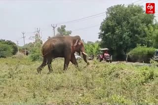 tribal association alleged that there was no job security after a laborer was killed by an elephant in erode