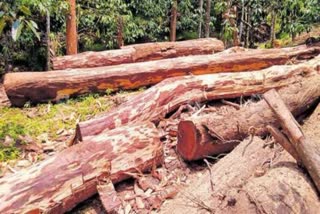 Muttil tree felling case case sheet submitted  Muttil tree felling case updates  Muttil tree felling case  crime branch probe in Muttil tree felling case  Muttil tree felling case accused  Muttil tree felling case case sheet  മുട്ടിൽ മരംമുറി  മരങ്ങളുടെ ഡിഎൻഎ പരിശോധന ഫലം  ക്രൈംബ്രാഞ്ച് ഡിവൈഎസ്‌പി വി വി ബെന്നി  മുട്ടിൽ മരംമുറി കേസ് അന്വേഷണം  മുട്ടിൽ മരംമുറി കേസ്