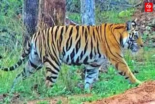 Woman died in tiger attack at Bagaha Bihar