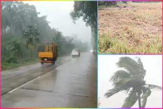 Cyclone_Effect_in_Krishna_District