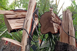 Sandalwood  Sandalwood tree theft attempt  Sandalwood theft attempt  ചന്ദനമരം മുറിച്ചു കടത്താൻ ശ്രമം  ചന്ദനമരം  മോഷണം  theft  ചന്ദനമര കടത്ത്‌  മരം മോഷണം