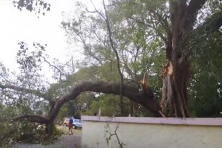 Vadakkumnathan Temple  security guard injured  Tree branch broke  വടക്കുംനാഥ ക്ഷേത്രം  തൃശൂർ വടക്കുംനാഥ ക്ഷേത്രം  സെക്യൂരിറ്റി ജീവനക്കാരനു പരിക്ക്  മരകൊമ്പ് ഒടിഞ്ഞു വീണു  ആൽമരം  Banyan tree  ദേവസ്വം ബോർഡ്‌  Devaswom Board