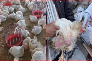Newcastle Disease In Chickens In Bhadrash