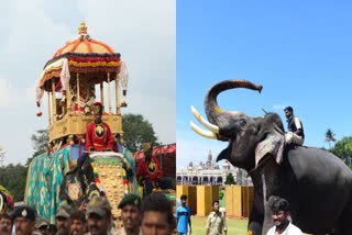 mysore-dasara-elephant-arjun-died