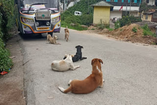 stray dog attack in Munnar  Six injured in stray dog attack in Munnar  stray dog attack  തെരുവ് നായ ആക്രമണം  തെരുവ് നായ  പേവിഷബാധ  Rabies  തെരുവുനായ ശല്യം  നായക്ക് പേവിഷബാധ  Dog rabies