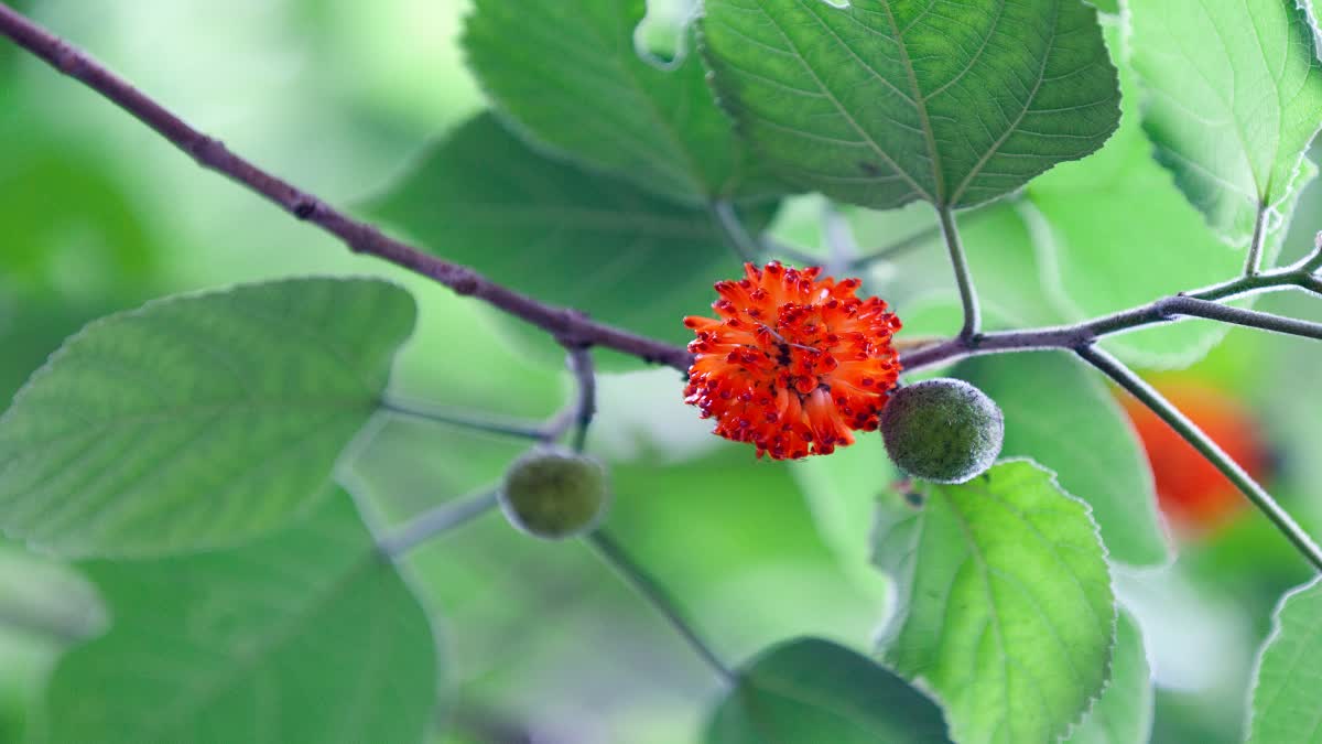 Paper mulberry is an invasive and allergic plant, harmful to humans as well as native vegetation