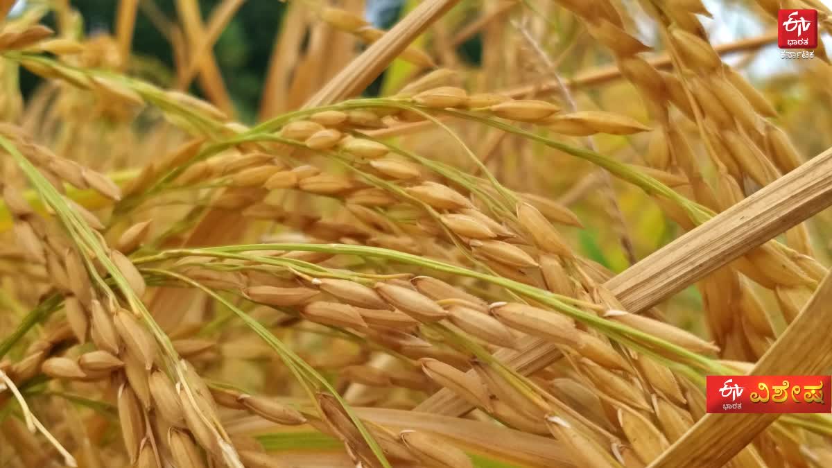 FENGAL EFFECT ON HARVEST PADDY