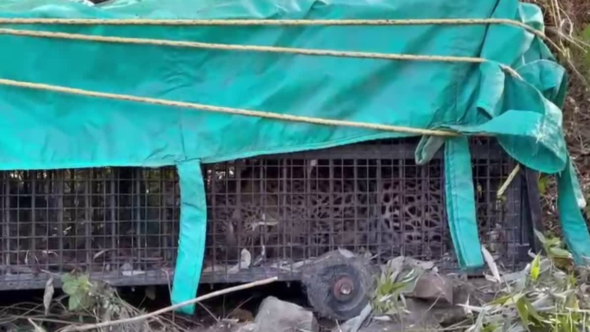 Leopard trapped cage in Nainital