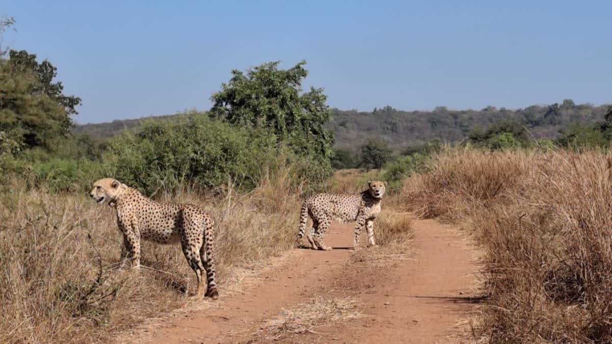 SHEOPUR KUNO NATIONAL PARK