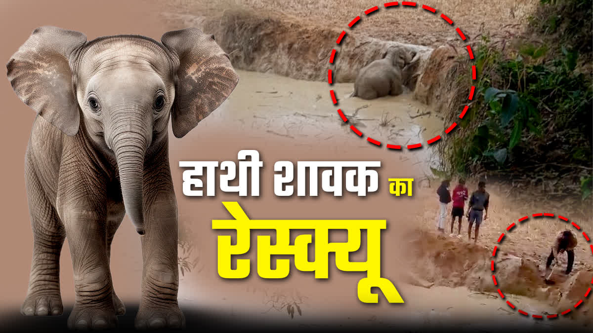 villagers rescued elephant calf