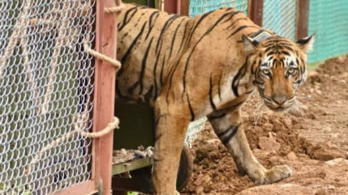 A tiger at Sariska Tiger reserve in Rajasthan. The tigers are expanding territory and straying into Jhabua forest area in Haryana