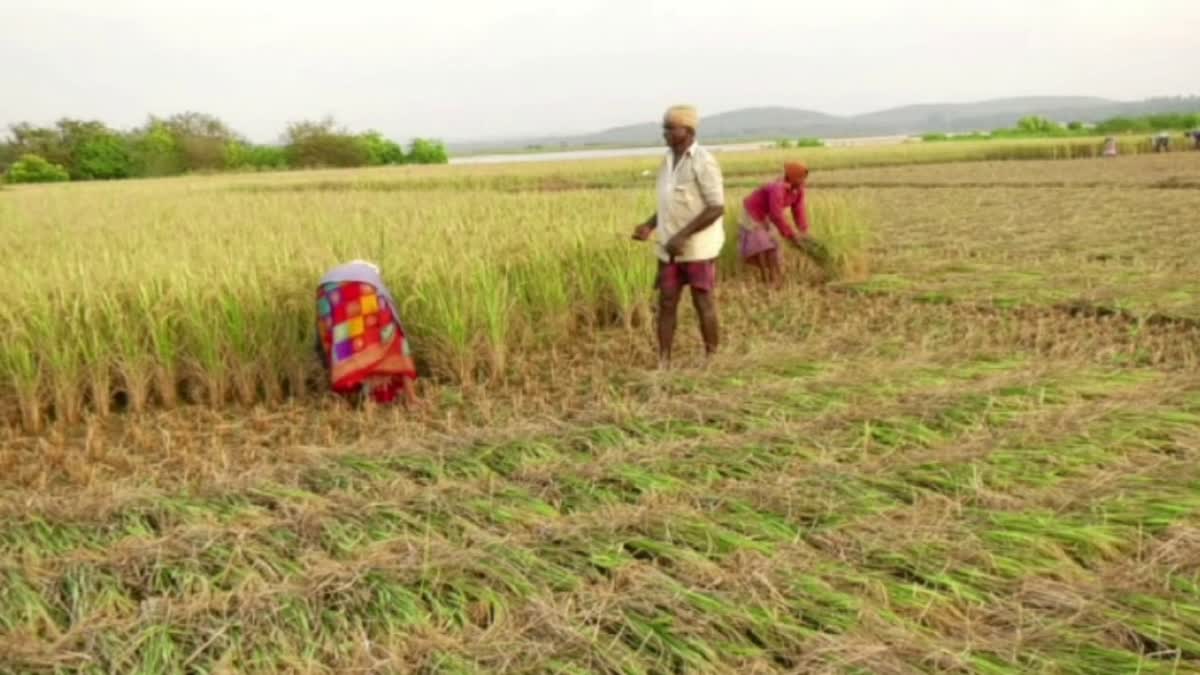 Agricultural land of Karwar