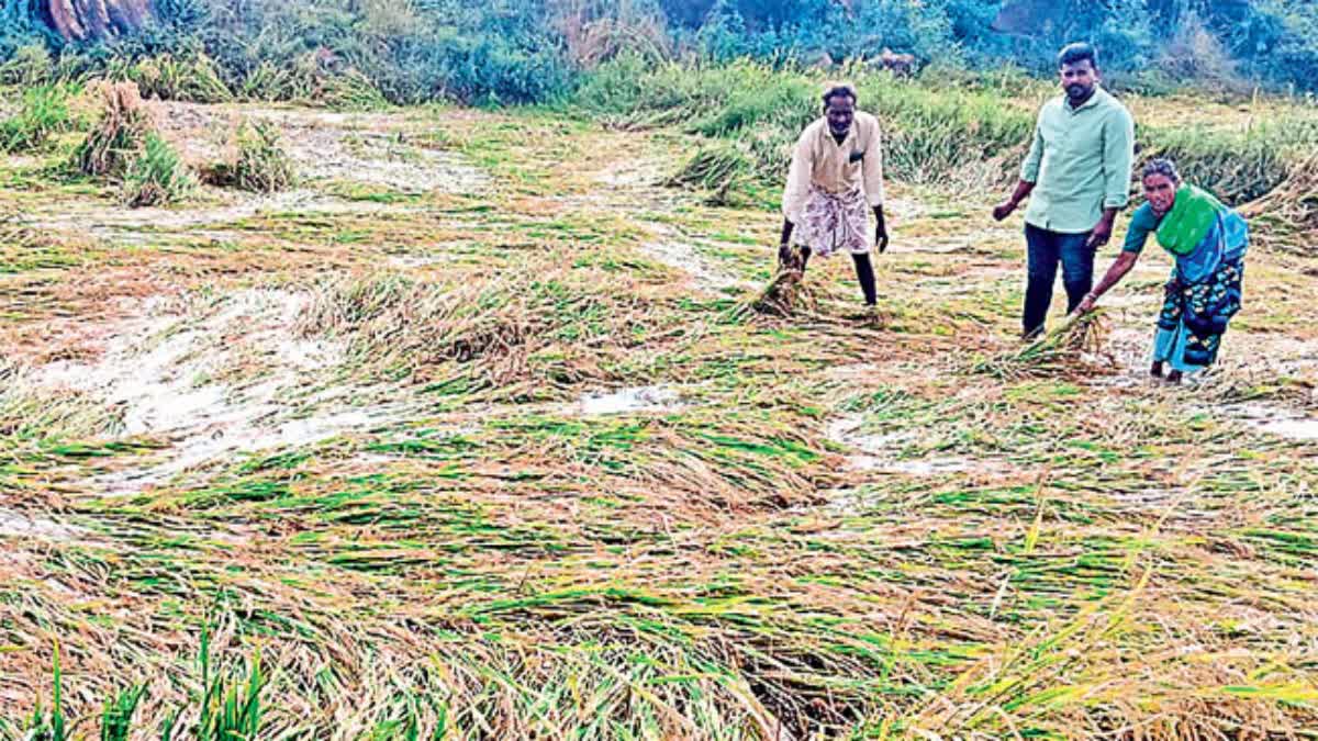 Tirupati District Farmers Affected by Fengal Cyclone in AP