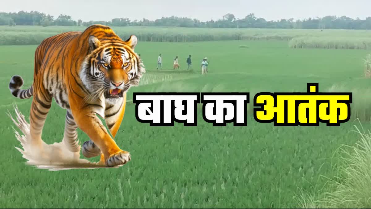 Tiger Attack In Bagaha