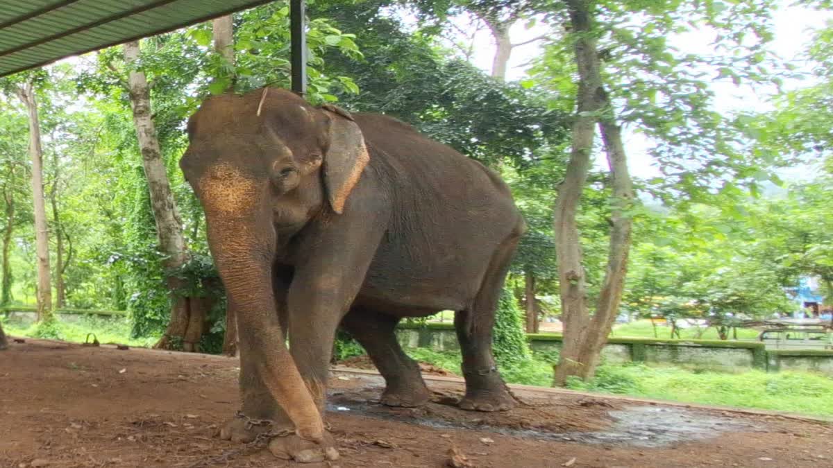 villagers-trained-indigenous-jugaad-to-protect-from-elephants-in-palamu