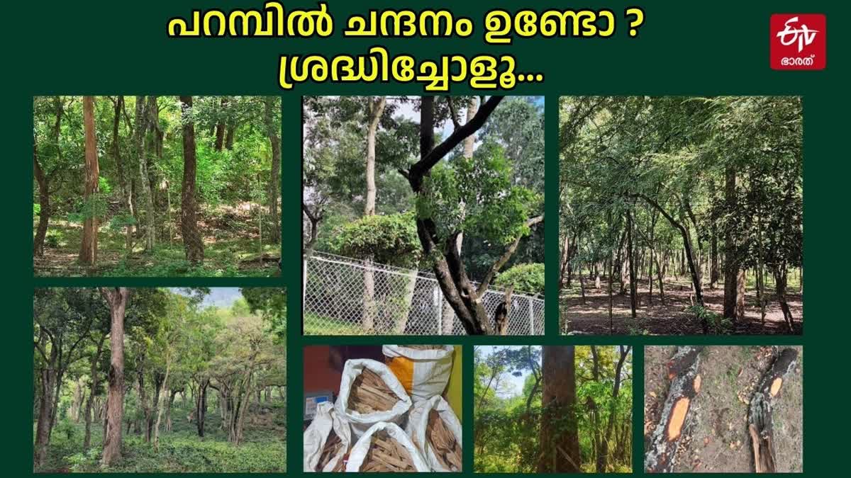 SANDALWOOD CULTIVATION SALE RULES  KERALA SANDALWOOD  ചന്ദനമരം വില്‍ക്കാന്‍ ചെയ്യേണ്ടത്  ചന്ദനം വില്‍പന നിയമം