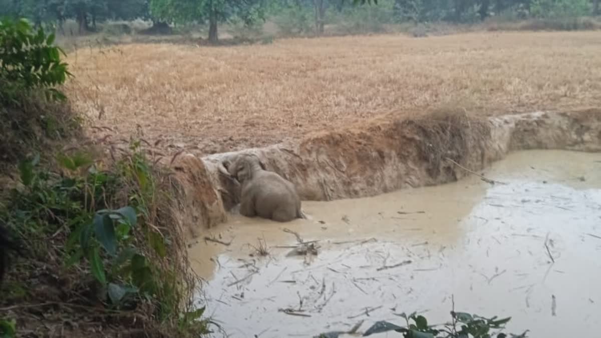 Elephant calf trapped in a muddy pit in Raigarh, Chhattisgarh