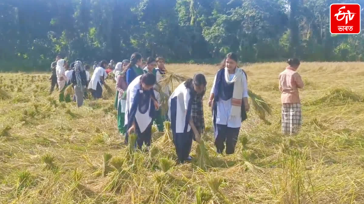 Students Busy in Rice Harvesting