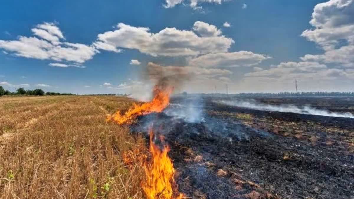 Farmers need concrete solution to deal with stubble burning, not double fine experts