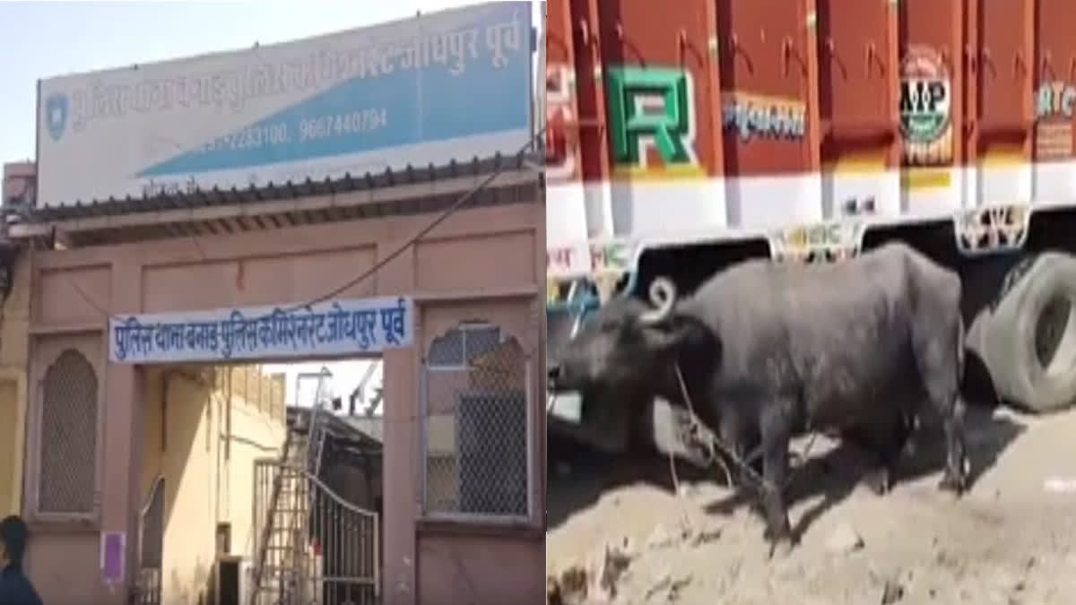 Three buffaloes tied at Rajasthan Police Station for three days were handed over to the real owner with the help of their suckling calves