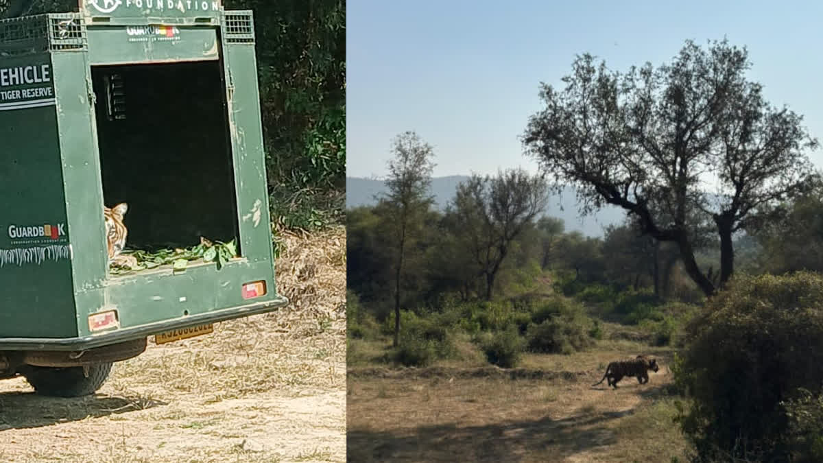 Tiger cub released