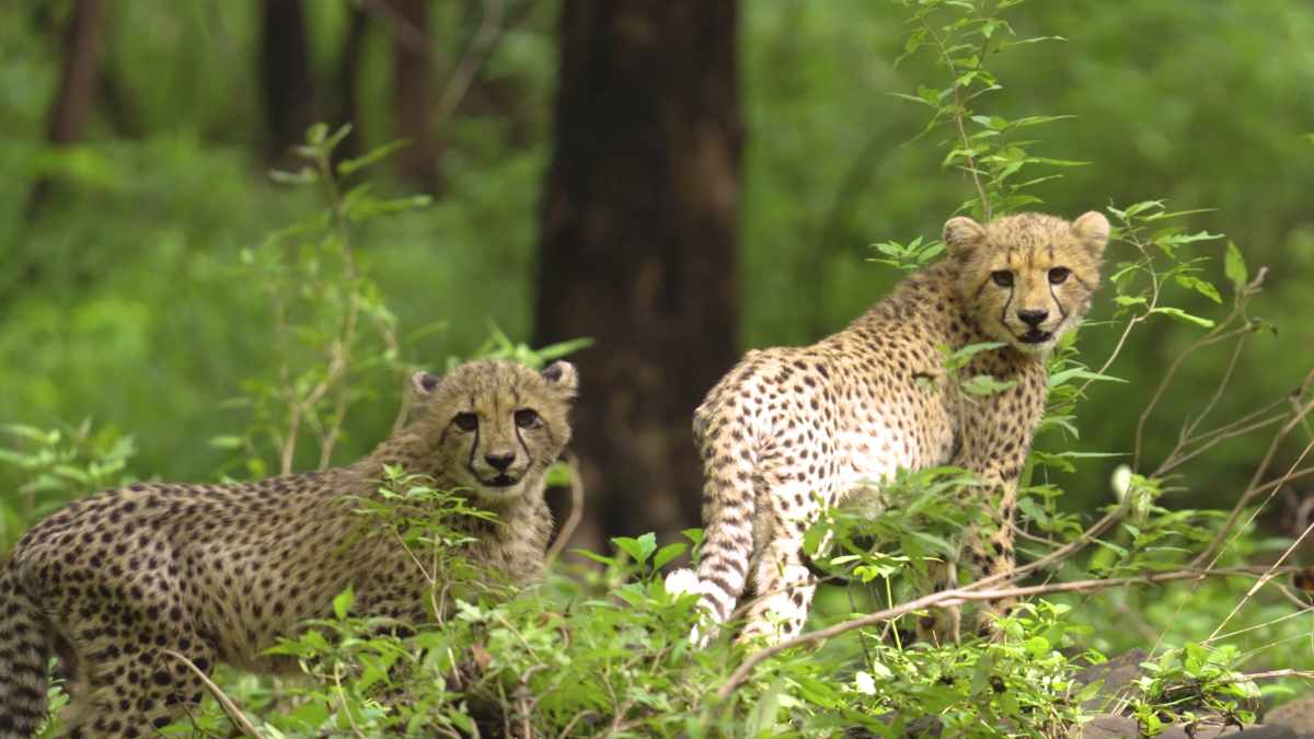 2 CHHETAH RELEASED KUNO FOREST