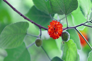 Paper Mulberry (Broussonetia Papyrifera), An Invasive Allergic Plant - A Menace