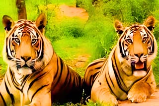 Sariska Tiger Reserve