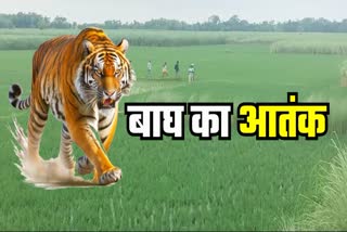 Tiger Attack In Bagaha