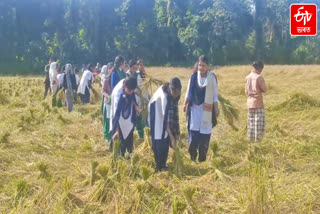 Students Busy in Rice Harvesting