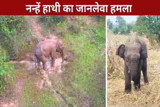 Elephant Terror In Dhamtari