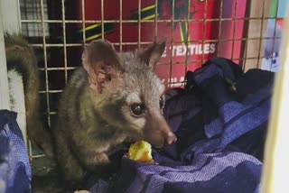 ASIAN PALM CIVET RESCUED