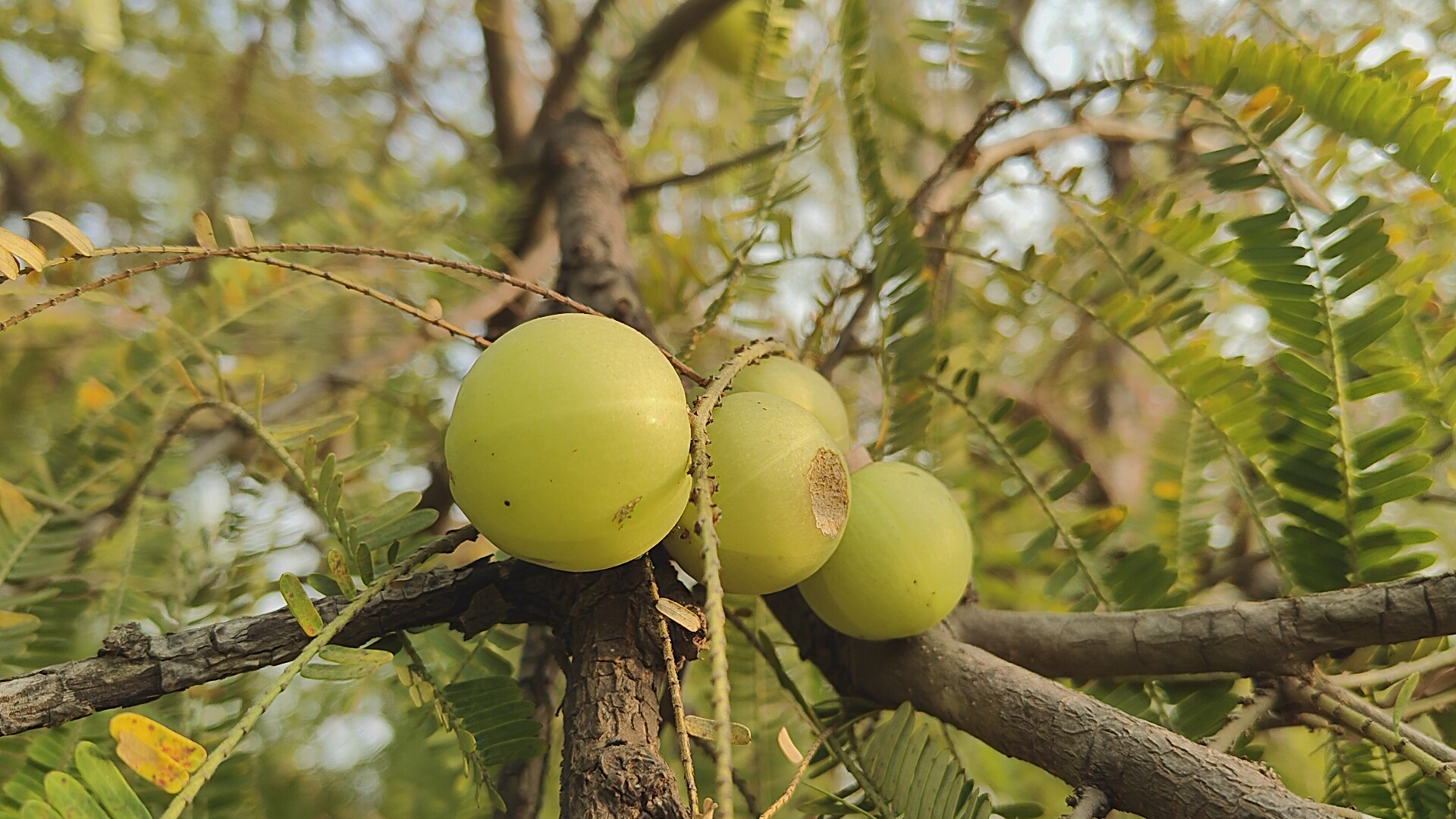 આમળાની ખેતી