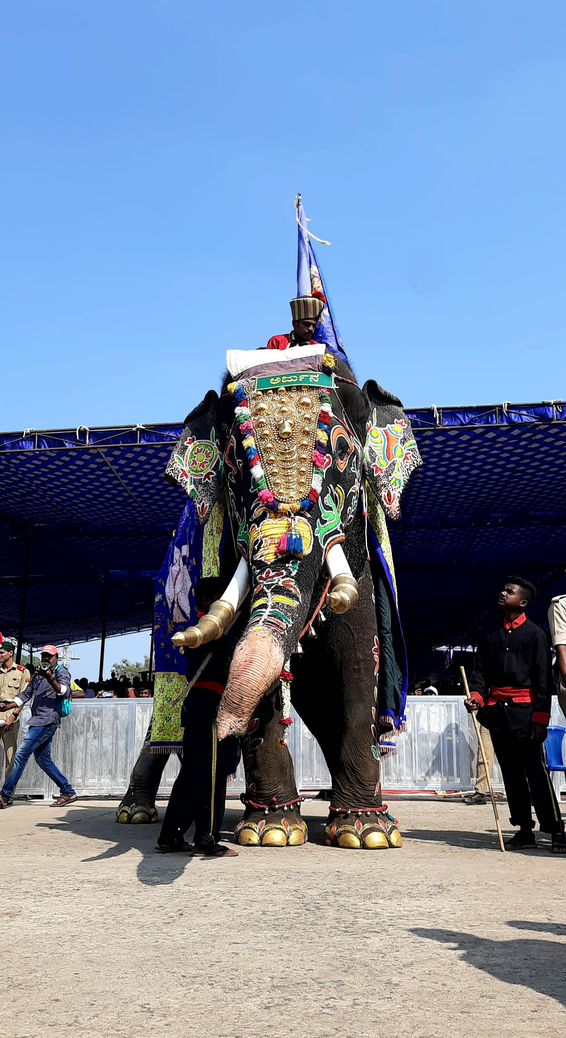 ಅರ್ಜುನ ಆನೆ