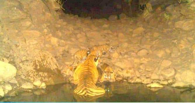 A tiger at Sariska Tiger reserve in Rajasthan. The tigers are expanding territory and straying into Jhabua forest area in Haryana