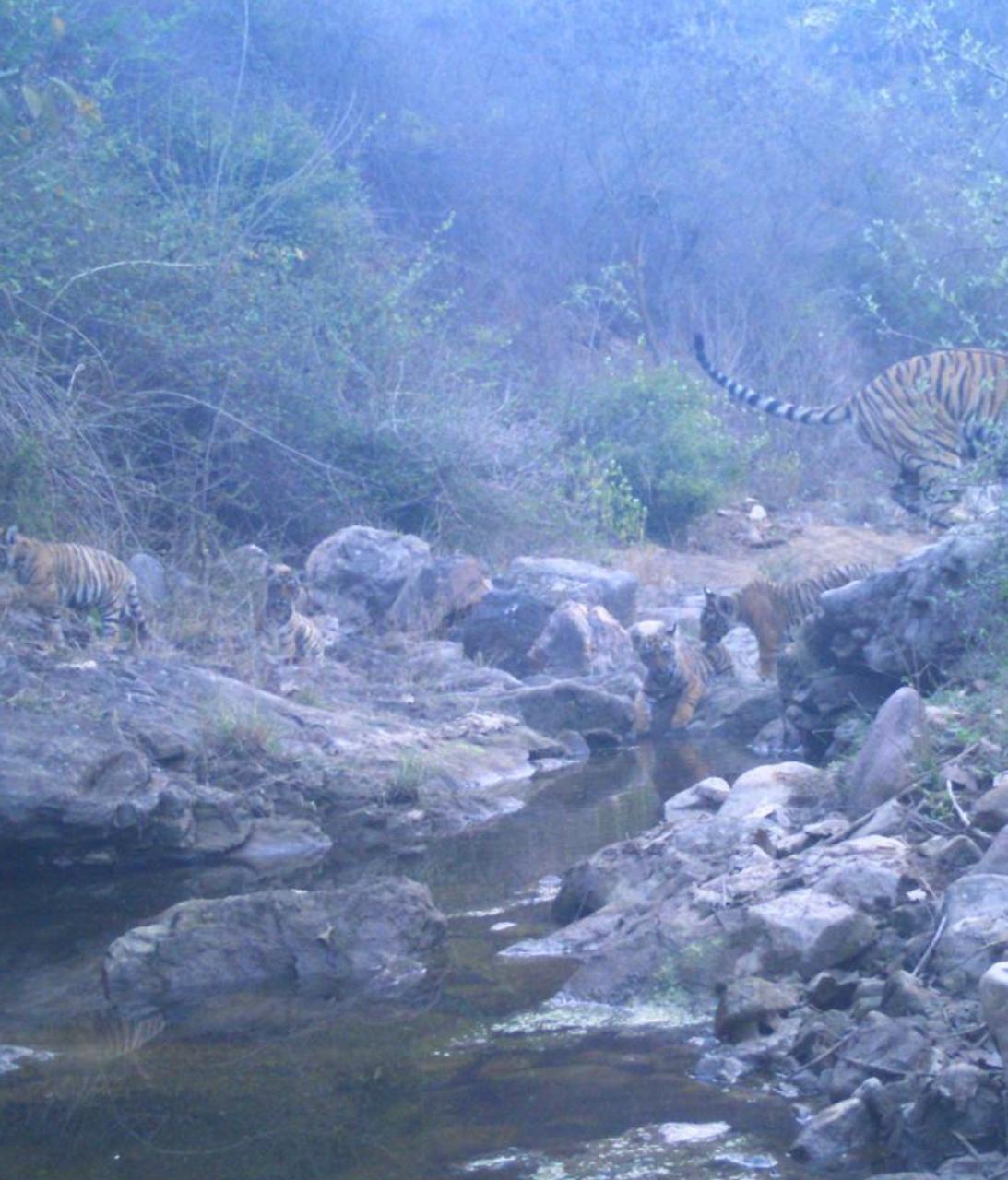 A tiger at Sariska Tiger reserve in Rajasthan. The tigers are expanding territory and straying into Jhabua forest area in Haryana