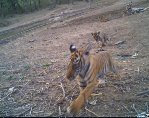 Sariska Tiger Reserve