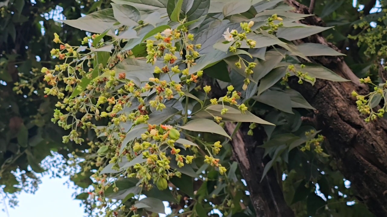 medicinal uses of Parijat