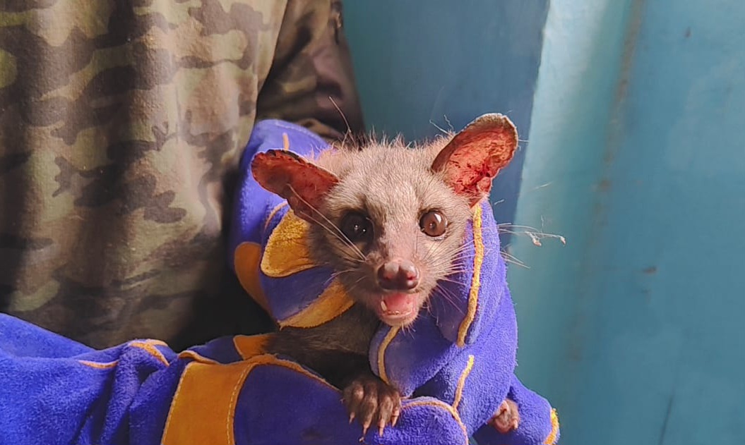 Asian Palm Civet Rescued