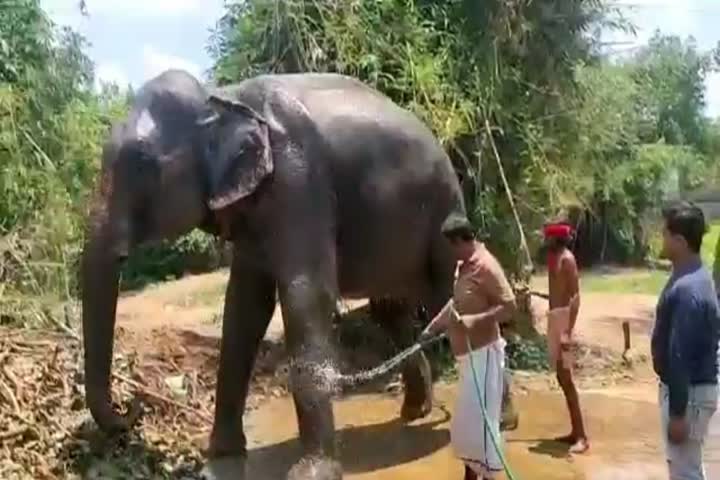 Bihar man wills half of his property to two elephants