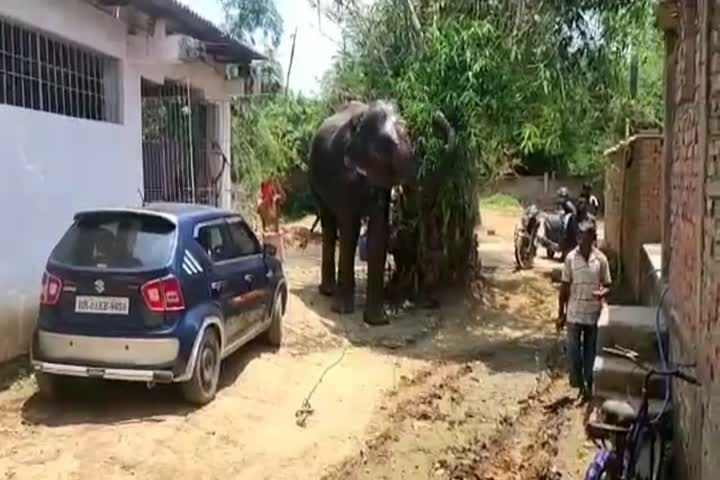 Bihar man wills half of his property to two elephants