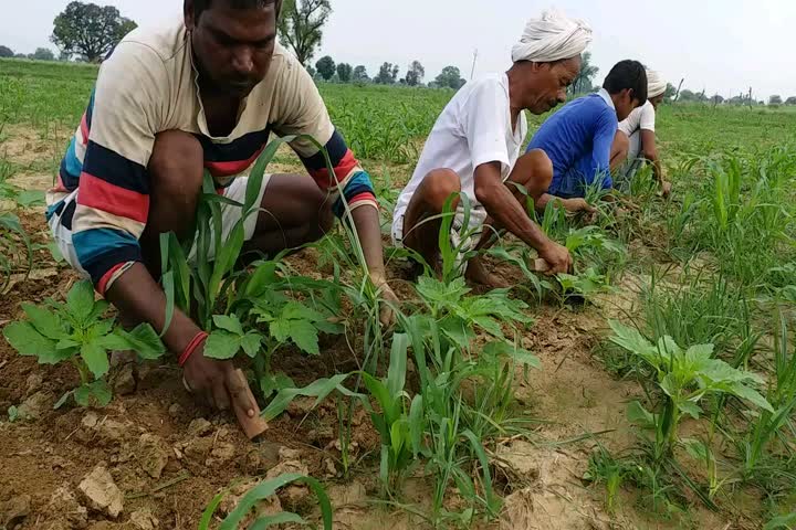 राजस्थान न्यूज, dholpur news