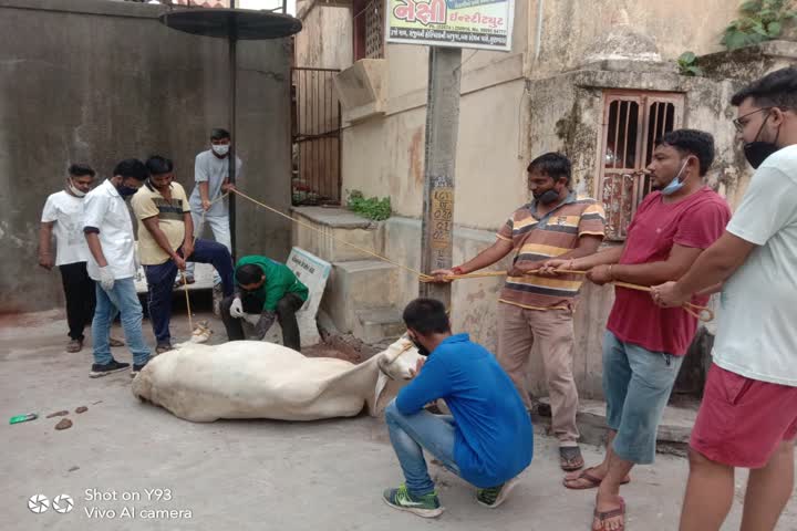 લુણાવાડામાં કરૂણા એનિમલ એમ્બ્યુલન્સ દ્વારા કણસતી ગાયને મળી તાત્કાલિક સારવાર 