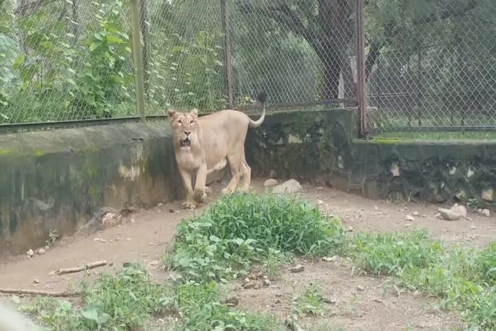 Now women too are taking care of the Gir forest and lions