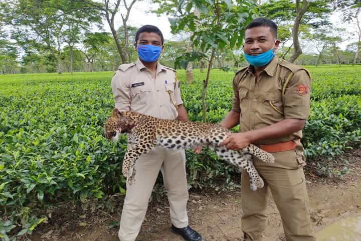 টিংখাঙৰ ডিৰাই  চাহ বাগিচাত মৃত নাহৰফুটুকী উদ্ধাৰ 