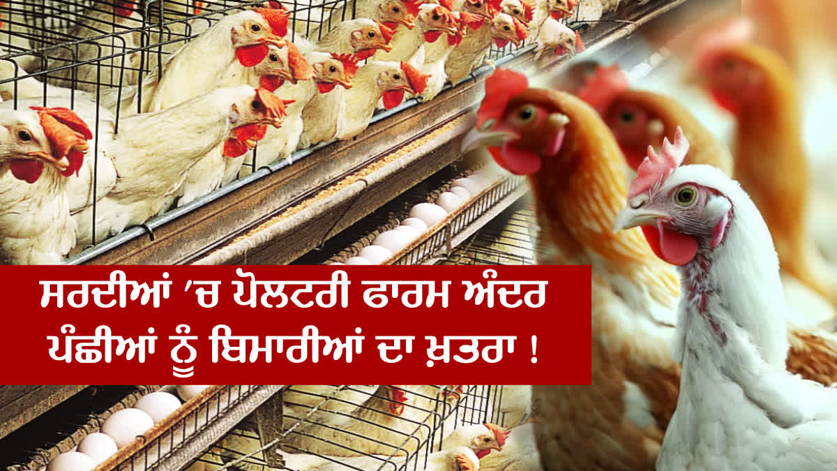 Care Of Poultry Farm In Winters