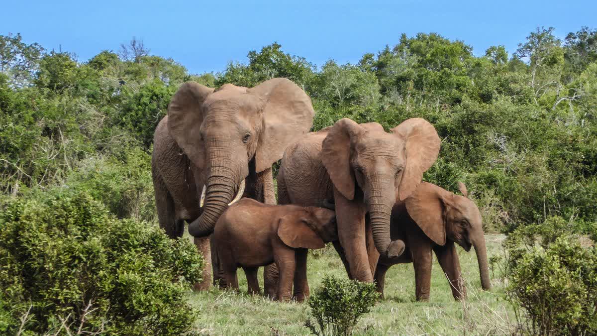 Surguja elephant attack