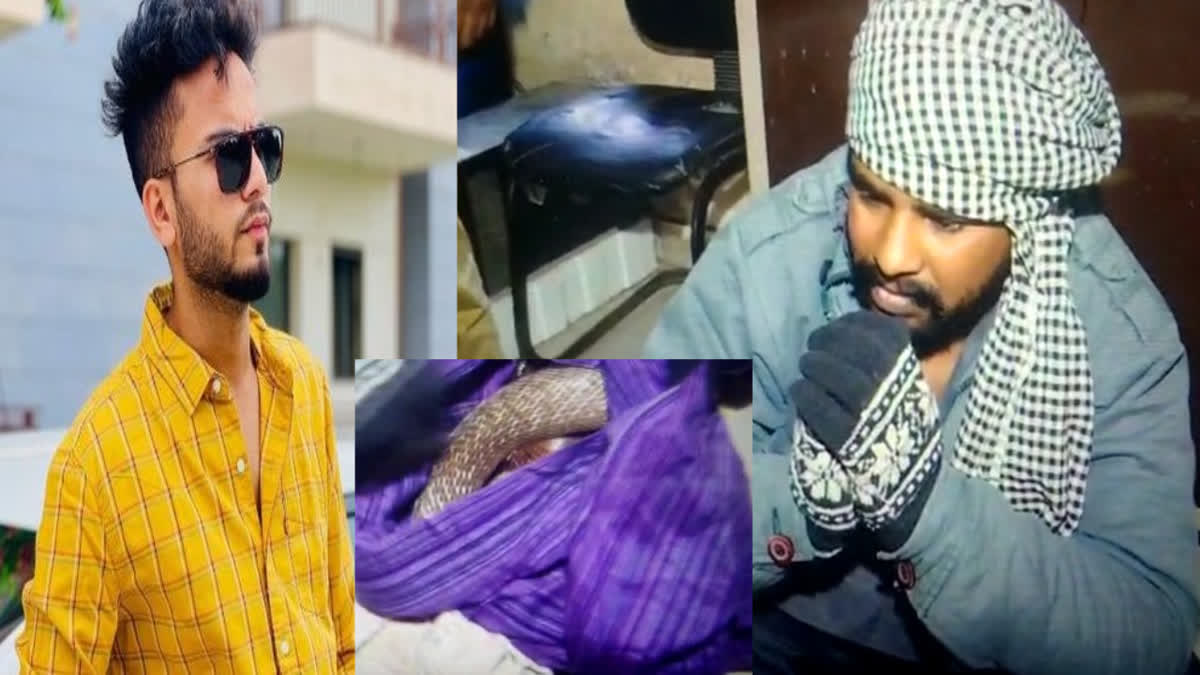 Snakes used in Elvish Yadav's songs caught in Mohali: Poison extracted from 4 cobras, smuggler arrested